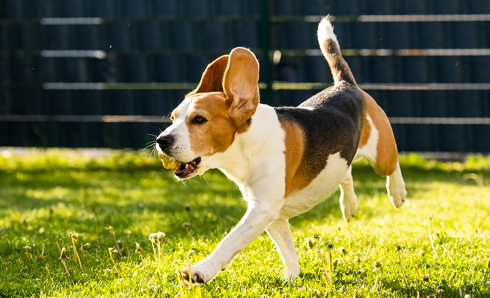 pkc beagles thank you page